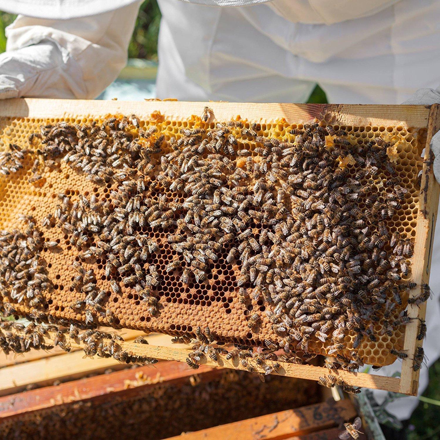 Beekeeper Made Beeswax Bulk Lip Balm, 40 Count Honey Flavor
