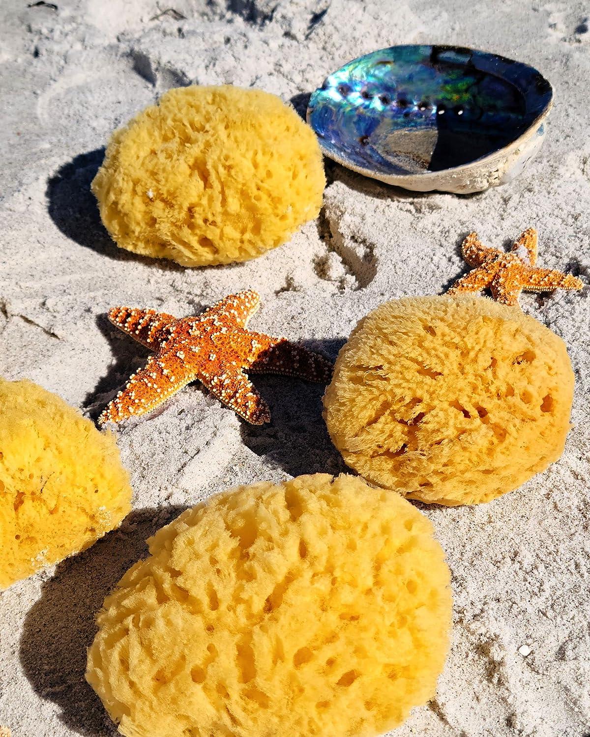 Natural Sea Sponge Loofah