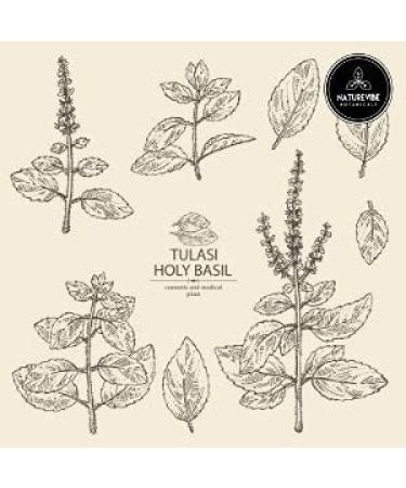 Medical Herbs Tulsi Stock Illustration - Download Image Now - Ocimum  tenuiflorum, Aromatherapy, Art - iStock