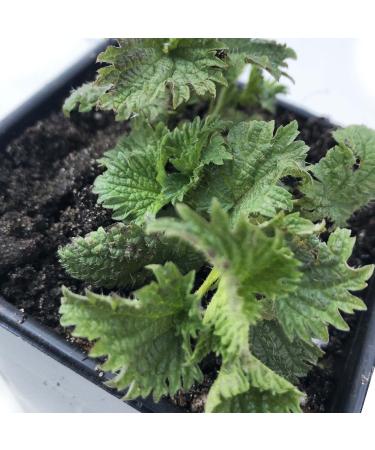 Stinging Nettle, Urtica dioica - Live Plant in 3