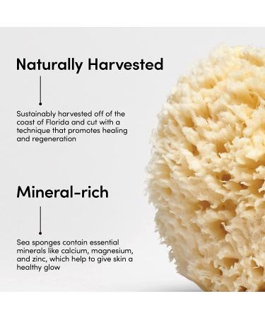 Natural sea sponge and luffa for bath and shower to wash face and