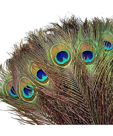 TinaWood 10PCS Real Natural Peacock Eye Feathers 9.8-11.8 inch for DIY Craft  Wedding Holiday Decoration