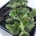 Stinging Nettle, Urtica dioica - Live Plant in 3" Pot - Survival Food, Nutritious