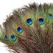 TinaWood 10PCS Real Natural Peacock Eye Feathers 9.8-11.8 inch for DIY Craft  Wedding Holiday Decoration