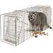OxGord Live Animal Trap - Humane Catch & Release Large 32" Cage Best for Raccoon, O-possum, Stray Feral Cat, Rabbit & Rodents - No-Kill Bait Trapping Kit - Heavy Duty, 2-Door, Foldable 32" X 12" X 12"